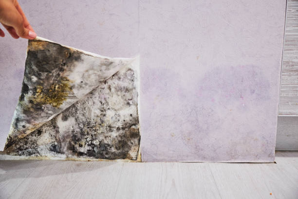 Best Black Mold Remediation in Griswold, IA